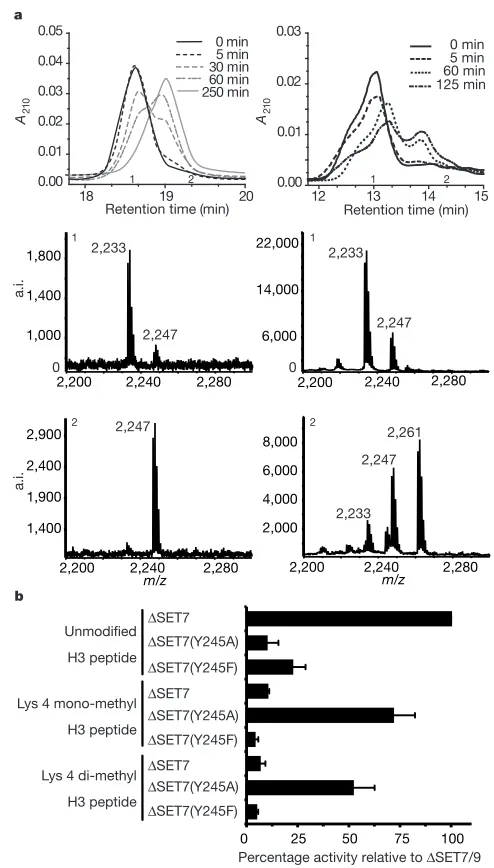 Figure 3 Activity of SET7/9. a, Analysis of methylation reaction products. The left-handpanels are for SET7/9; the right-hand panels are for G9a