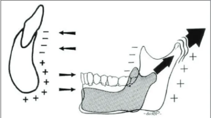 Figure 3: Posterior direction of the whole mandible and V shape  development