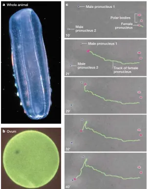 Figure 5 | Cryptic female choice in the comb jelly Beroë ovata. a, b | B. ovata provides oneof the most remarkable and visible cases of cryptic female choice