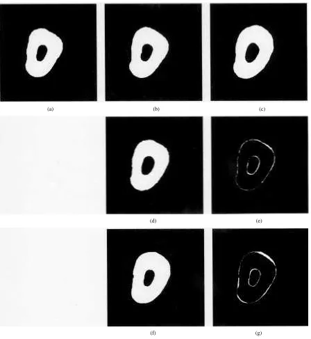 Fig. 9.Slices interpolated by morphological morphing and by linear interpolation from the tenth and twelfth slices of the incisor sequence compared with thereal eleventh slice