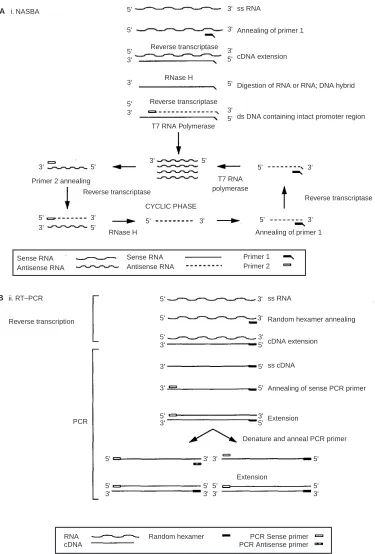 Figure 1Schematic representation of methods for the ampliﬁcation of mRNA using (A) NASBA, and (B) RT – PCR.