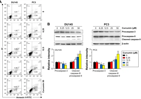 Figure 2 Morphological study with a fluorescence microscope.Notes: cultured DU145 (A) and Pc3 (B) cells were incubated with curcumin (50 μM) or combined with Fac (50 μM) for 24 h and then stained with FiTc-labeled TUnel and DAPI