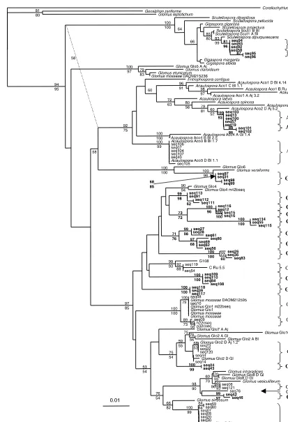 Fig. 1 Phylogeny of Glomales. The tree shown here represents the Neighbour Joining (NJ) analysis
