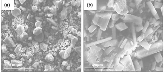Figure 5. SEM photograph of scale in: (a) drinking water scale and (b) hot water scale