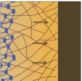 Figure 2: Contact osteogenesis