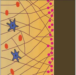 Figure 4: Diff erentiation and proliferation of growth factors and  attachment of osteoblasts with titanium surface