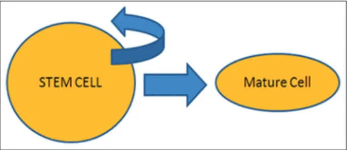 Figure 1: Stem cells have the capacity to renew themselves and  they can be induced to transform into specialized cells with specific  function