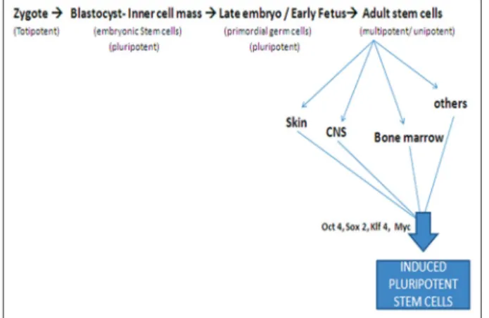 Figure 3: Somatic cells can be reprogrammed to adopt pluripotency  by the enforced expression of a few embryonic transcription factors  by retrovirus-mediated transduction