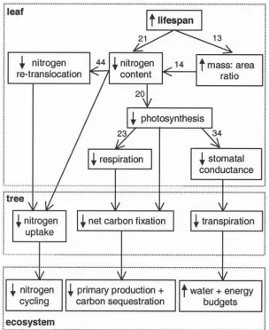 Figure 1.The functional consequences of an increase in leaf lifespan from the leaf to the ecosystemscale, as represented by the model