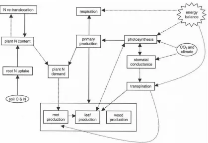 Figure 2.Schematic of the principal processes represented by the model, and their key interactions.Boxes show biological processes, ovals distinguish data inputs, solid arrows denote matter fluxes, anddotted lines indicate the coupling between processes, with arrowheads showing the direction of influence.The input of solar energy to the system and its important effects are indicated by ‘‘energy balance.’’