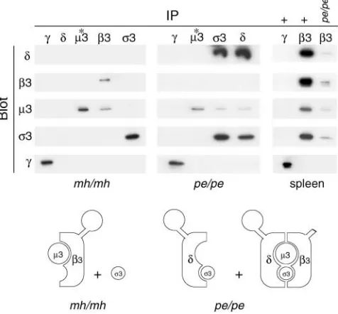 Figure 2.Immunoprecipitates and Western blots of AP-3 subunits addition a small amount of complete heterotetramer is made