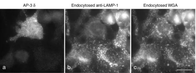 Figure 3.Subunit interactions between AP-3 subunits detected using the yeast two-hybrid system