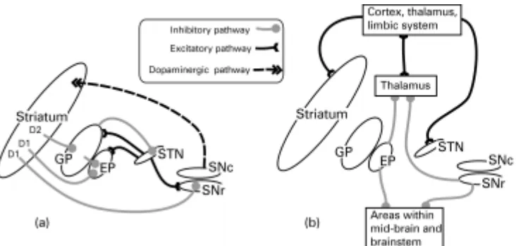 Figure 1. Basal ganglia anatomy of the rat: (a) internal pathways, (b) external pathways
