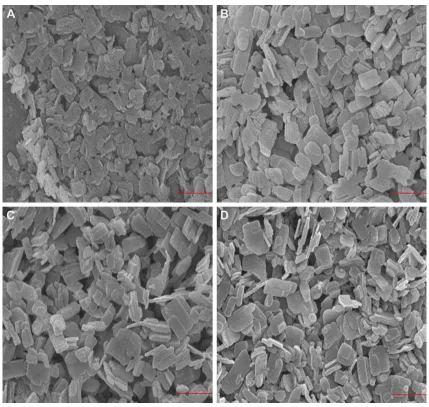 Figure 1 seM images.Notes: seM images of (A) DTX-ncs, (B) Tf-DTX-ncs, (C) DTX-nc after 7-day storage in DW, and (D) Tf-DTX-NCs after 7-day storage in DW
