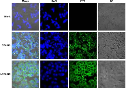 Figure 4 Quantification of the cellular uptake.Note: Data are expressed as mean ± sD (n=4).Abbreviations: DTX, docetaxel; nc, nanocrystal; Tf, apo-Transferrin human;  h, hour.
