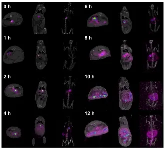 Figure 8 example of sPecT-cT images of gastroretentive matrix tablet (MKP3) formulation in the rabbit (rabbit no 2) (n=3).Abbreviations: h, hours; cT, computed tomography; sPecT, single-photon emission computed tomography.