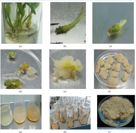 Figure 1. The in vitro plantlet of Kaempria parviflora (a)-(c) explant used for induction of calli, emergence of calli on the explants (d); whitish and fibrous calli (e); proliferated calli (f); suspension cell culture initiated from various size of inocu-