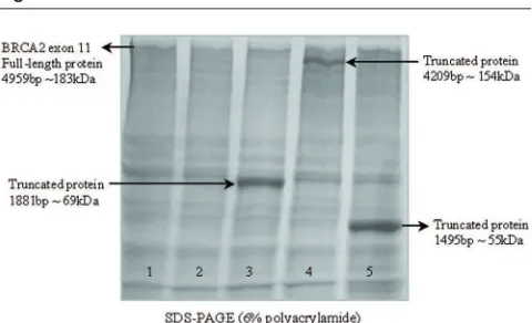 Figure 1Figure 2