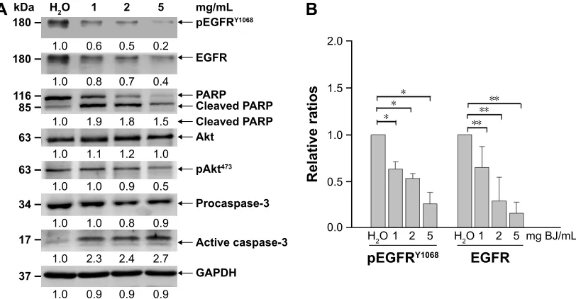 Figure 5 egFr shrna reduced BJ sensitivities by suppressing apoptosis. (A) Viability determination