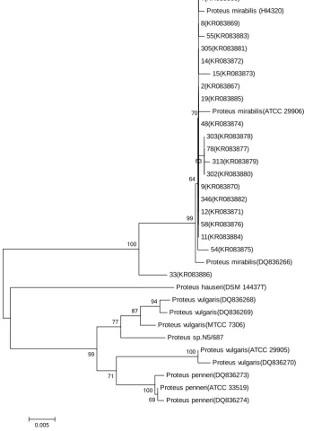 Figure 1. Phylogenetic analysis of partial nucleotide sequences of the rpoB gene of reference and clinical strains of the genera Proteus