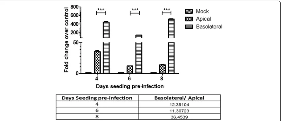 Fig. 3 Extent of cell polarity affects cell susceptibility to EBOV infection. Caco-2 cells were infected on 4, 6 or 8 days post-seeding at 3 pfu/cell.Cells were assessed for EBOV RNA expression at 6, hpi, using SYBR-green qPCR assay and normalized to GAPDH