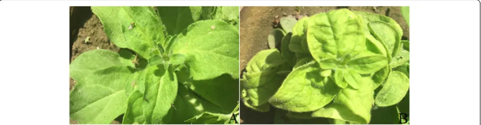 Fig. 1 Natural infection of petunia with PeLCV. a Healthy petunia plant. b Typical PeLCV symptoms on a petunia plant