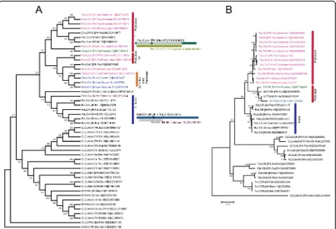 Fig. 3 Phylogenetic trees of PeLCV and DiYVB. a Maximum likelihood phylogenetic tree of PeLCV was constructed based on MUSCLE alignmentof selected begomovirus sequences from GenBank and sequences obtained here