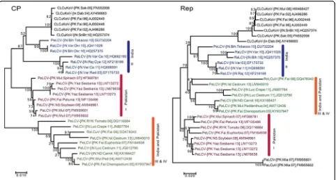 Fig. 4 Molecular phylogeny of the CP and Rep genes: The predicted CP genes (left panel) and Rep gene sequences (right panel) were used toconstruct phylogenetic trees