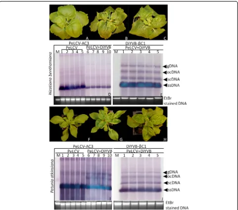 Fig. 5 Infectivity analysis of PeLCV alone and with DiYVB partial dimeric constructs inPeLCV and its cognate DiYVB resulted in severe disease symptoms including downward leaf curling, leaf swelling and vein yellowing