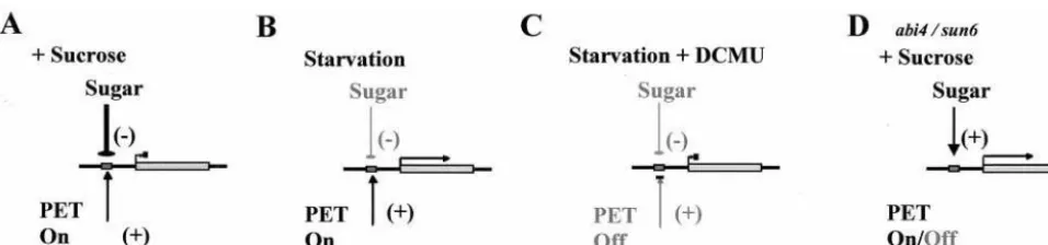 Fig. 6.Model showing control of nuclear gene transcription by cytosolic sugar status and photosynthetic electron transport