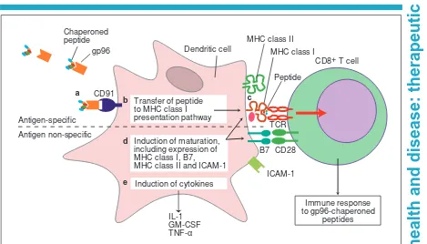 Figure 4. The heat shock protein gp96 delivers antigenic peptides and maturation signals toantigen-presenting cells, and induces release of cytokines.T cells via the T-cell receptor (TCR) and associated molecules