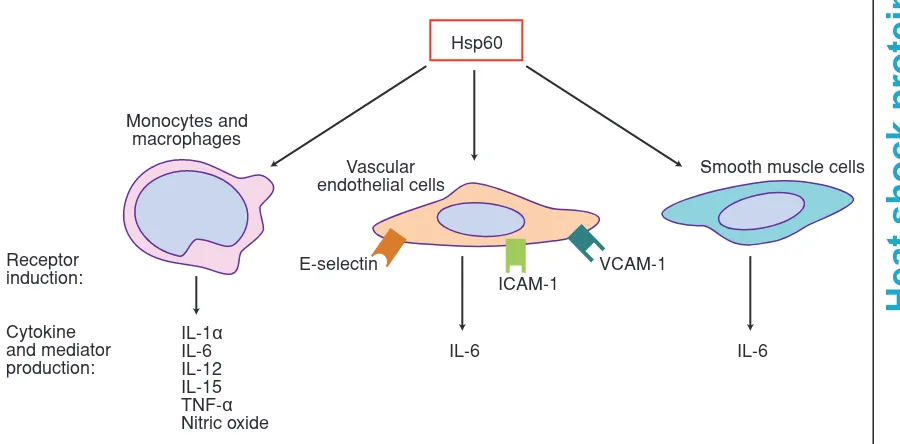 Figure 2. The heat shock protein Hsp60 as an intercellular signalling molecule. Hsp60 has beenshown to have several immunological effects, including the induction of pro-inflammatory cytokine secretionfrom, and adhesion molecule expression on, a number of 