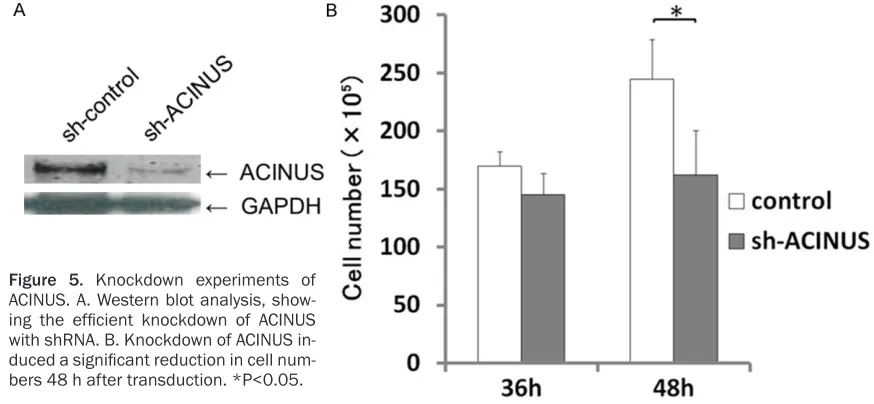 Figure 4. In vitro analyses of the effects of transduction of ACINUS isoformsinto HEK293T cells