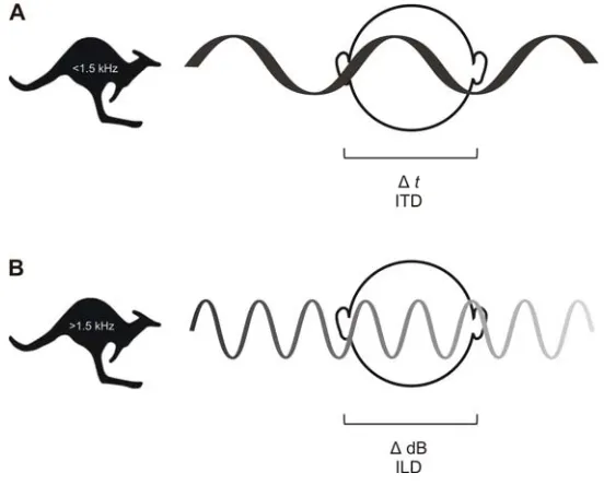 Figure 1. 1 ITDs and ILDs 