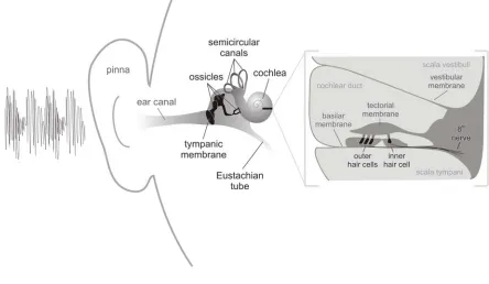 Figure 1. 2 The ear 