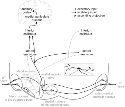 Figure 1. 3 Mammalian ascending auditory pathways for ITD and ILD processing 