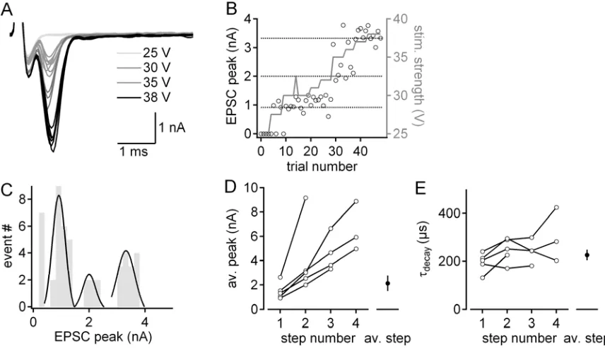 Figure 3. 1 Excitatory fibre inputs to MSO neurons estimated with classical minimal stimulation 