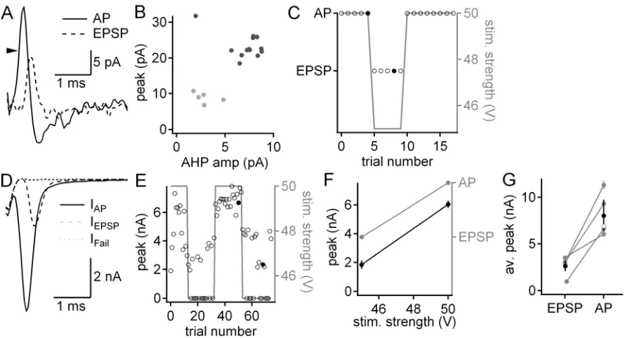 Figure 3. 3 Functional consequences of large excitatory fibres 