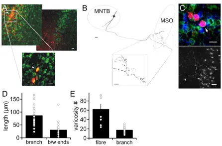 Figure 3. 4 Quantification of pre-synaptic varicosities on single MNTB inputs to MSO neurons 