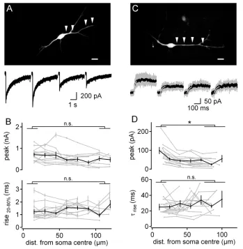Figure 4. 1 Functional AMPAR and NMDAR distributions 