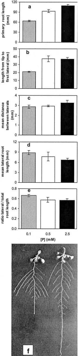 Figure 1. The effect of phosphate availability on RSA. Wild-typeColumbia seedlings were grown for 14 d on initial concentrations of