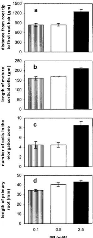 Figure 4. The effect of phosphate availability on cell length at theprimary root tip. Data are presented for the length from the tip of theroot cap to the first root hair (a), the mean length of six maturecortical cells from above the differentiation zone (b), the number ofcells in the elongation zone (c), and total primary root length (d).Values shown represent mean of six seedlings � SE.