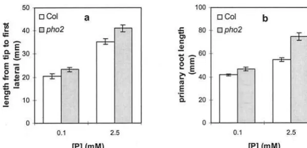 Figure 5. The effect of phosphate availability onRSA in plants grown on 1% (w/v) Suc. Thegraphs show primary root length over time (a)and total root system length over time (b)