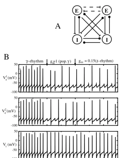Fig. 1.Gamma and beta oscillations in vitro. Intracellular recordings of gamma