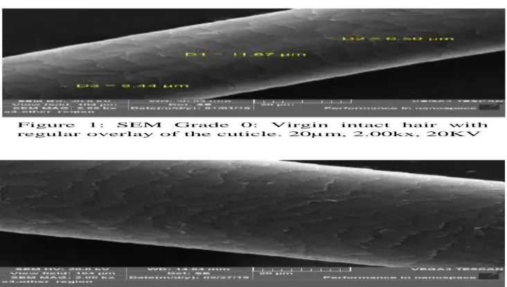 Figure  1:  SEM  Grade  0:  Virgin  intact  hair  with  regular overlay of the cuticle