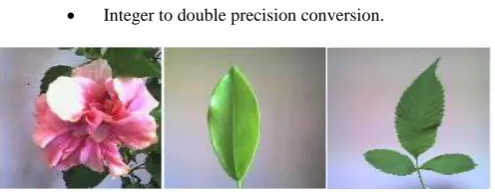 Figure 4: Examples of stored images in the database. 