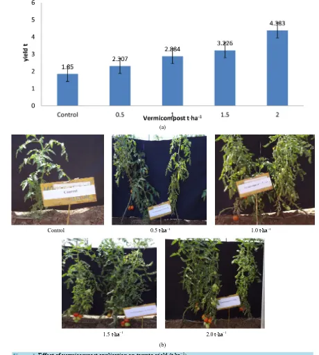 Figure 1. Effect of vermicompost application on tomato yield (t∙ha−1). 