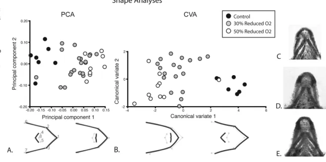 Figure 2: Shape analysis results.