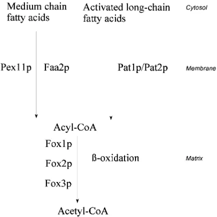 Figure 1. Schematic representation of fatty acid cerevisiaemedium-chain fatty acids enter as free fatty acids and requirePex11p and the peroxisomal membrane-associated acyl-CoAsynthetase, Faa2p, for their activation inside peroxisomes