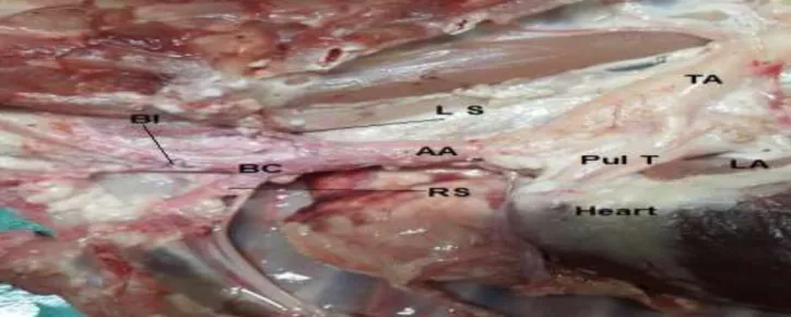 Fig. 1:  Illustrates the chest of the Iraqi goat showing the aortic arch: AA, and branches include, LS: left subclavian  artery,  BC:  brachiocephalic  trunk  y  RS:  right  subclavian  artery  and  BI:  bicarotid  artery:  D=diaphragm  surface